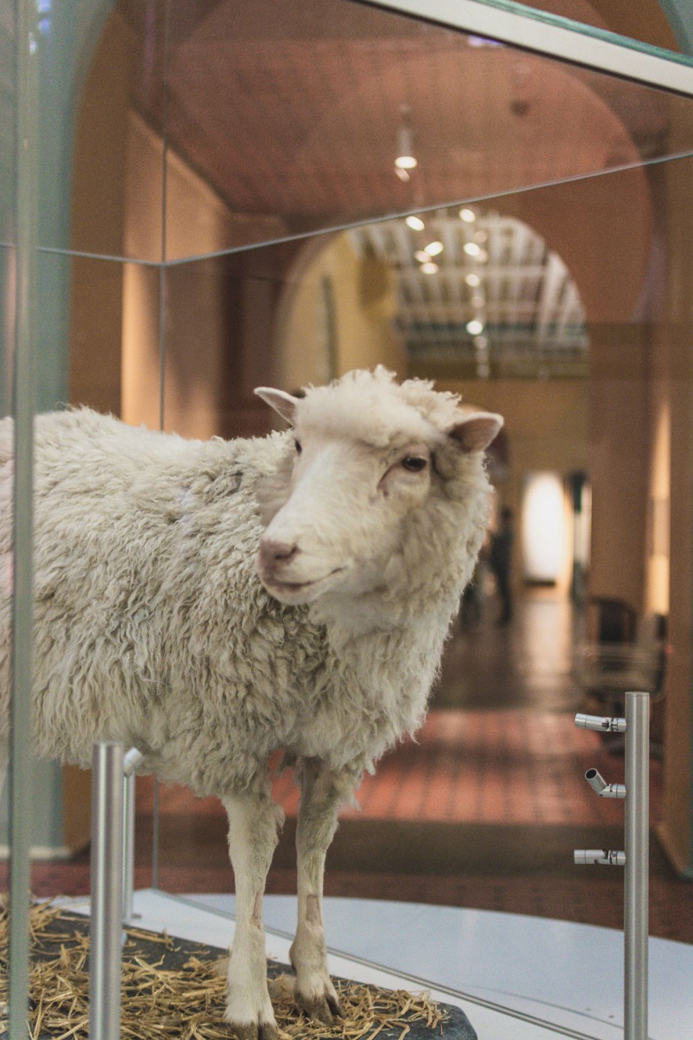 National-Museum-of-Scotland-Edinburgh (39)