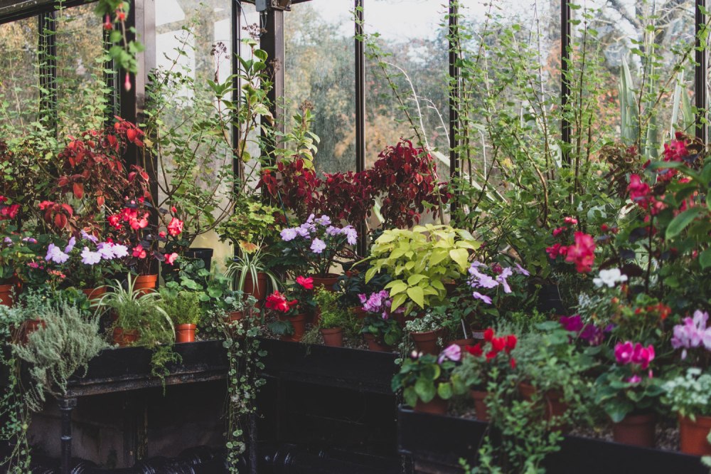 Glasgow-Botanic-Gardens (1)