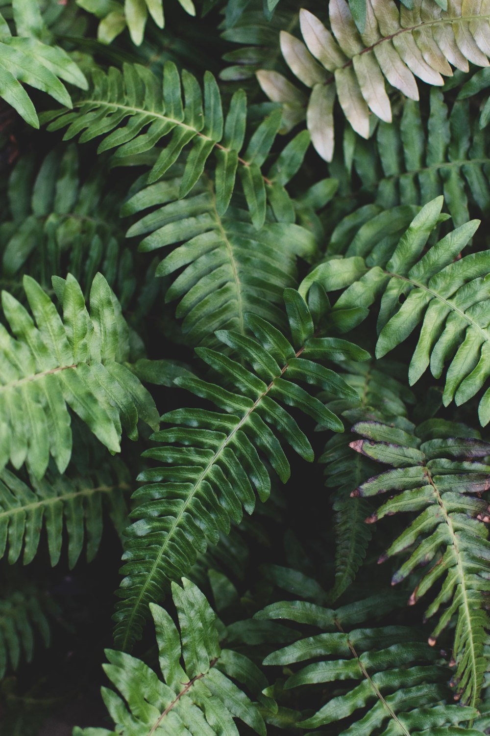 Glasgow-Botanic-Gardens (11)