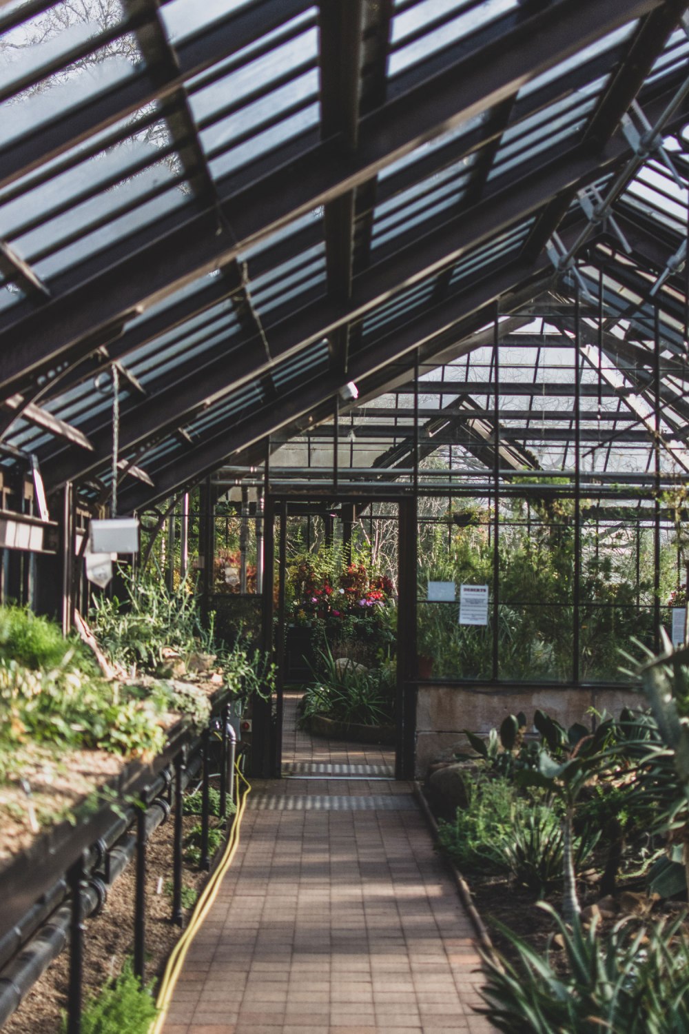 Glasgow-Botanic-Gardens (15)