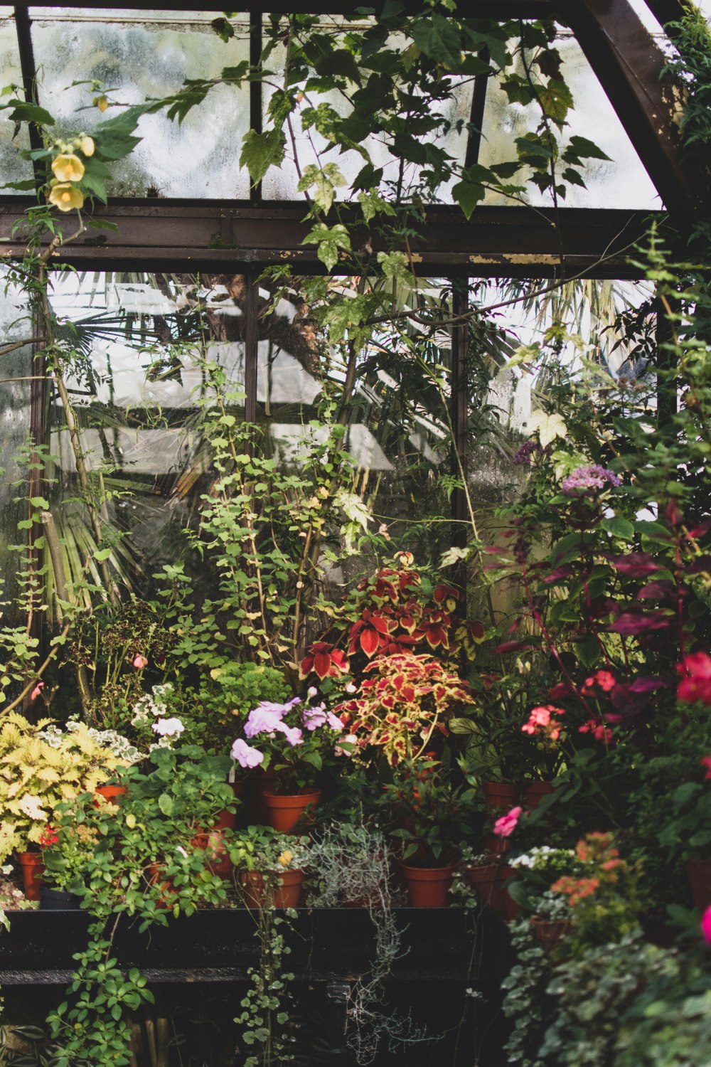 Glasgow-Botanic-Gardens (16)