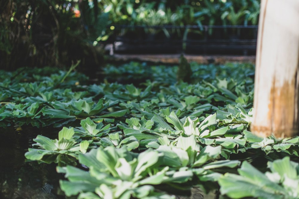 Glasgow-Botanic-Gardens (21)