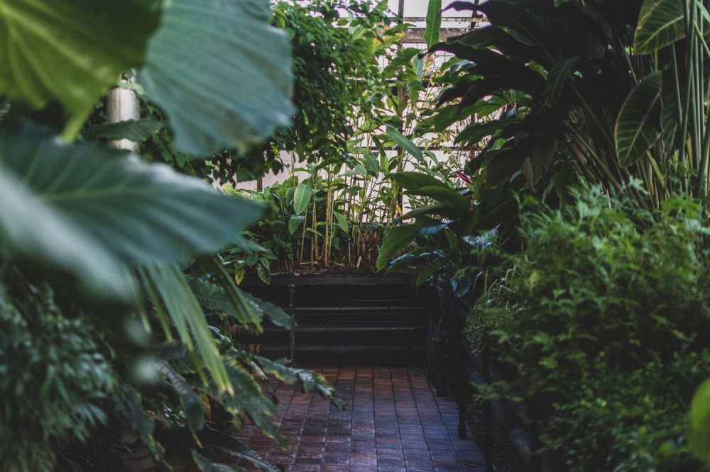 Glasgow-Botanic-Gardens (26)