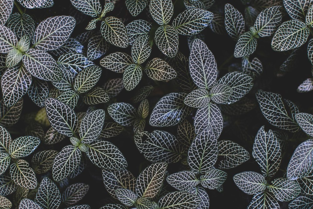 Glasgow-Botanic-Gardens (31)