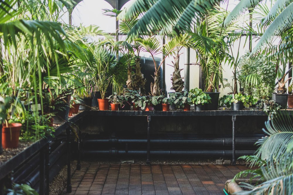 Glasgow-Botanic-Gardens (33)