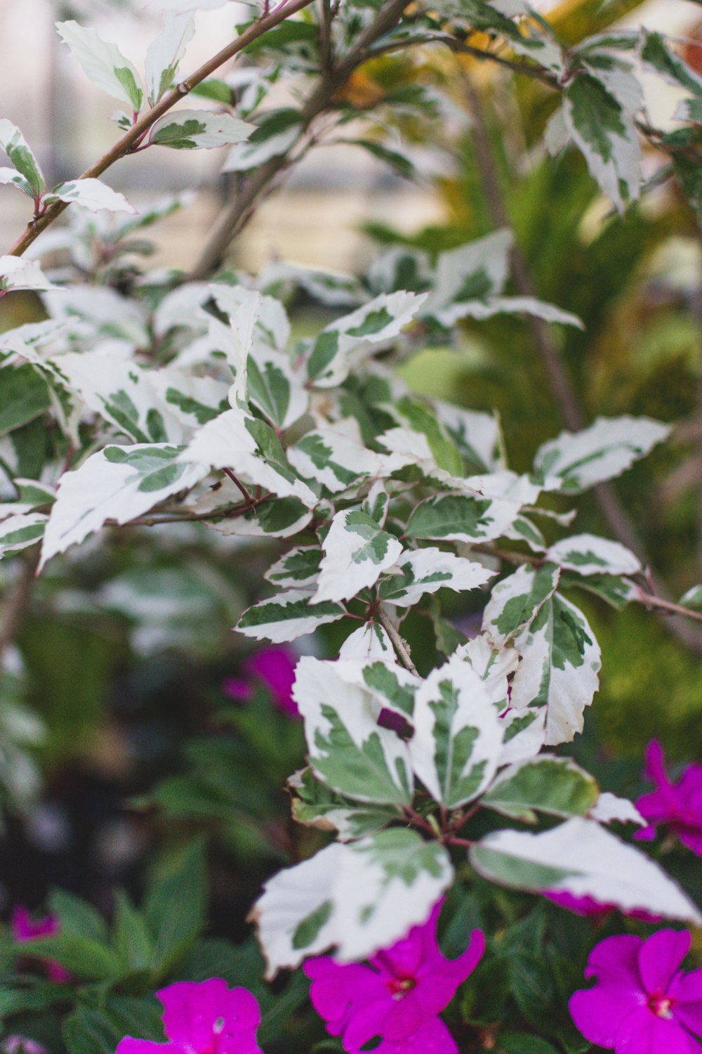 Glasgow-Botanic-Gardens (37)