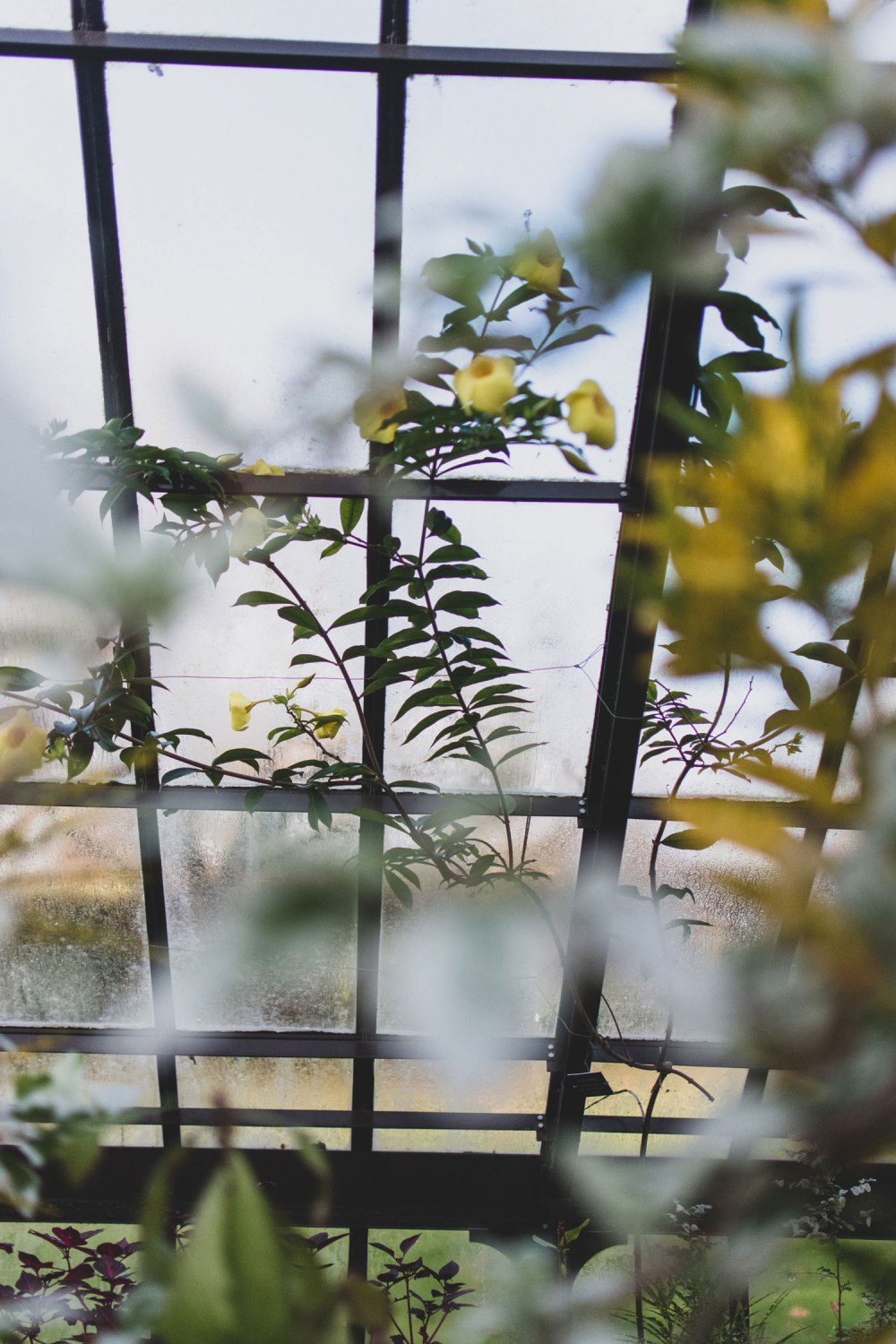 Glasgow-Botanic-Gardens (38)