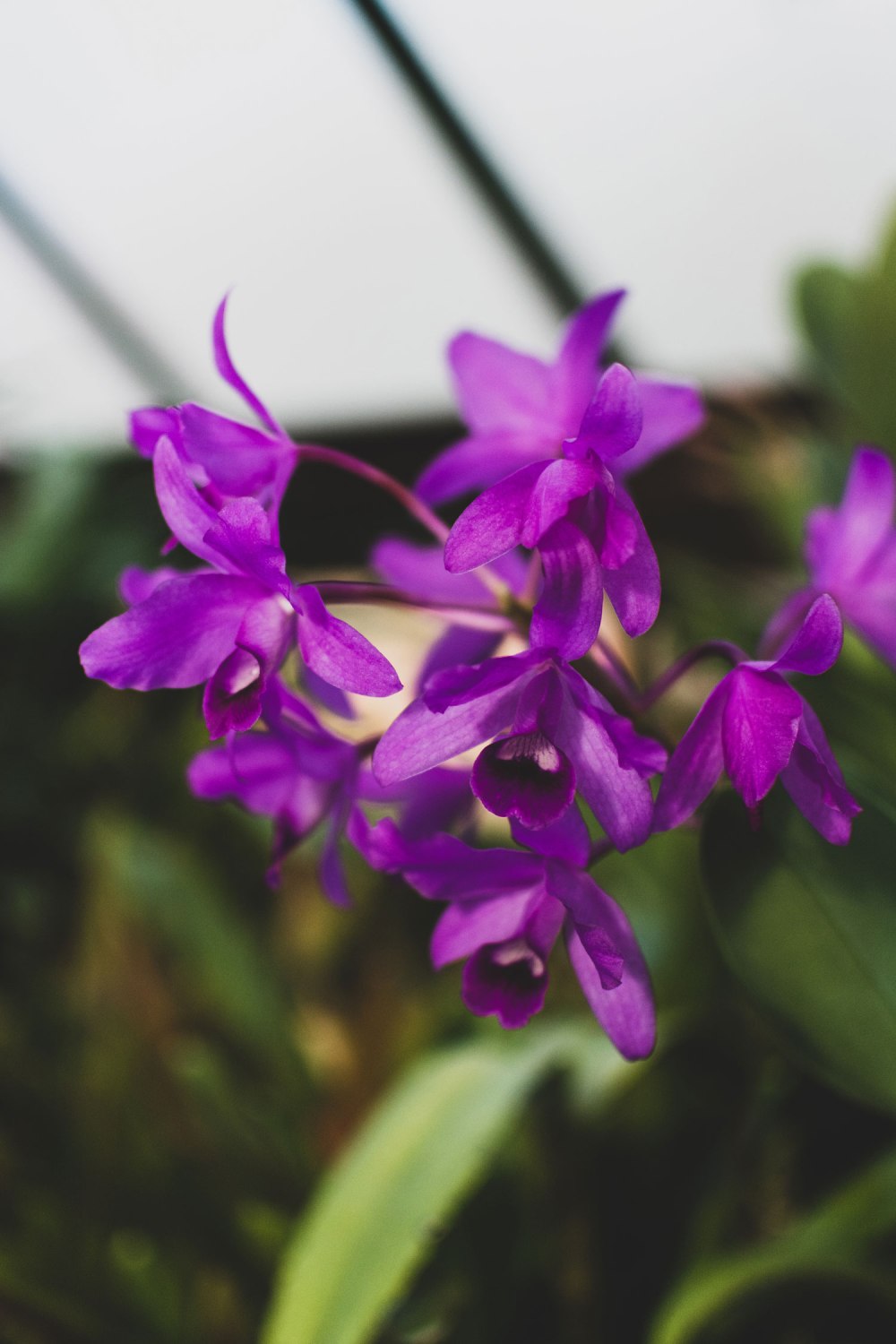 Glasgow-Botanic-Gardens (9)