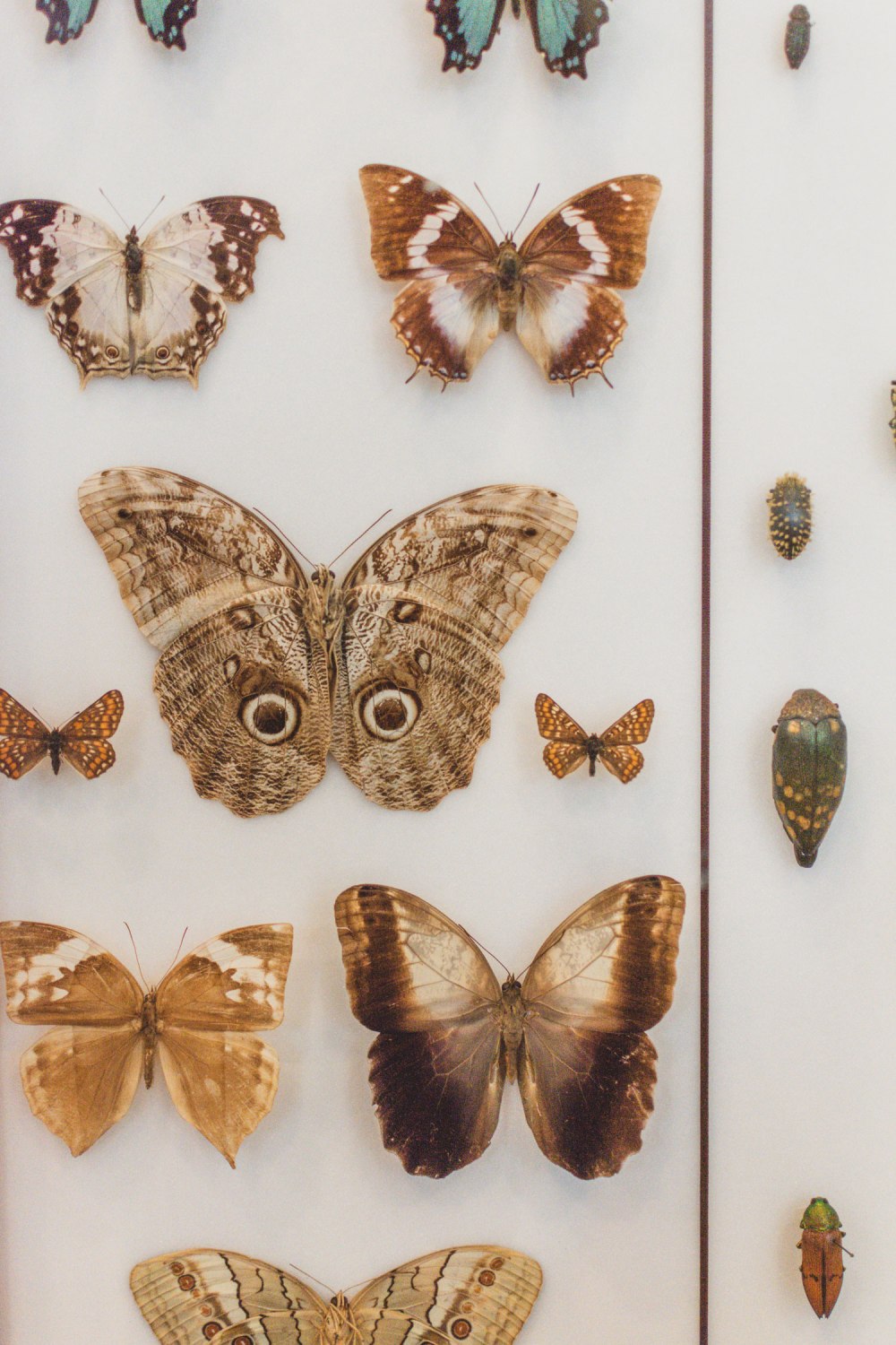 Hunterian-Museum-Glasgow (12)