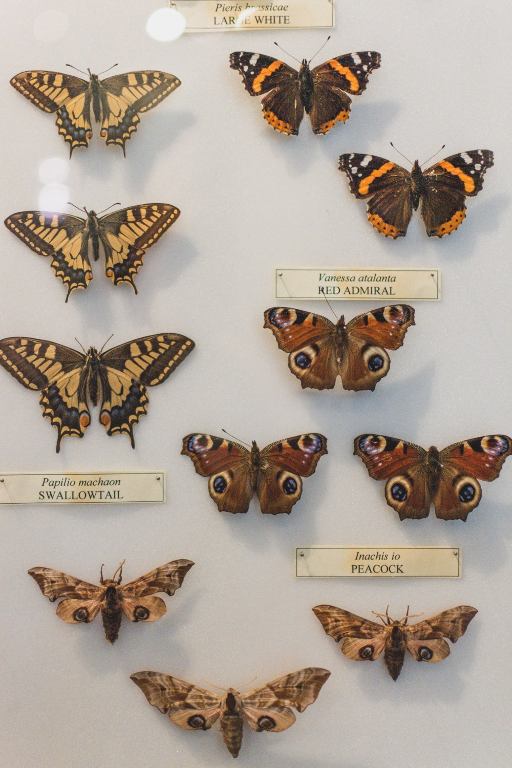 Hunterian-Museum-Glasgow (23)