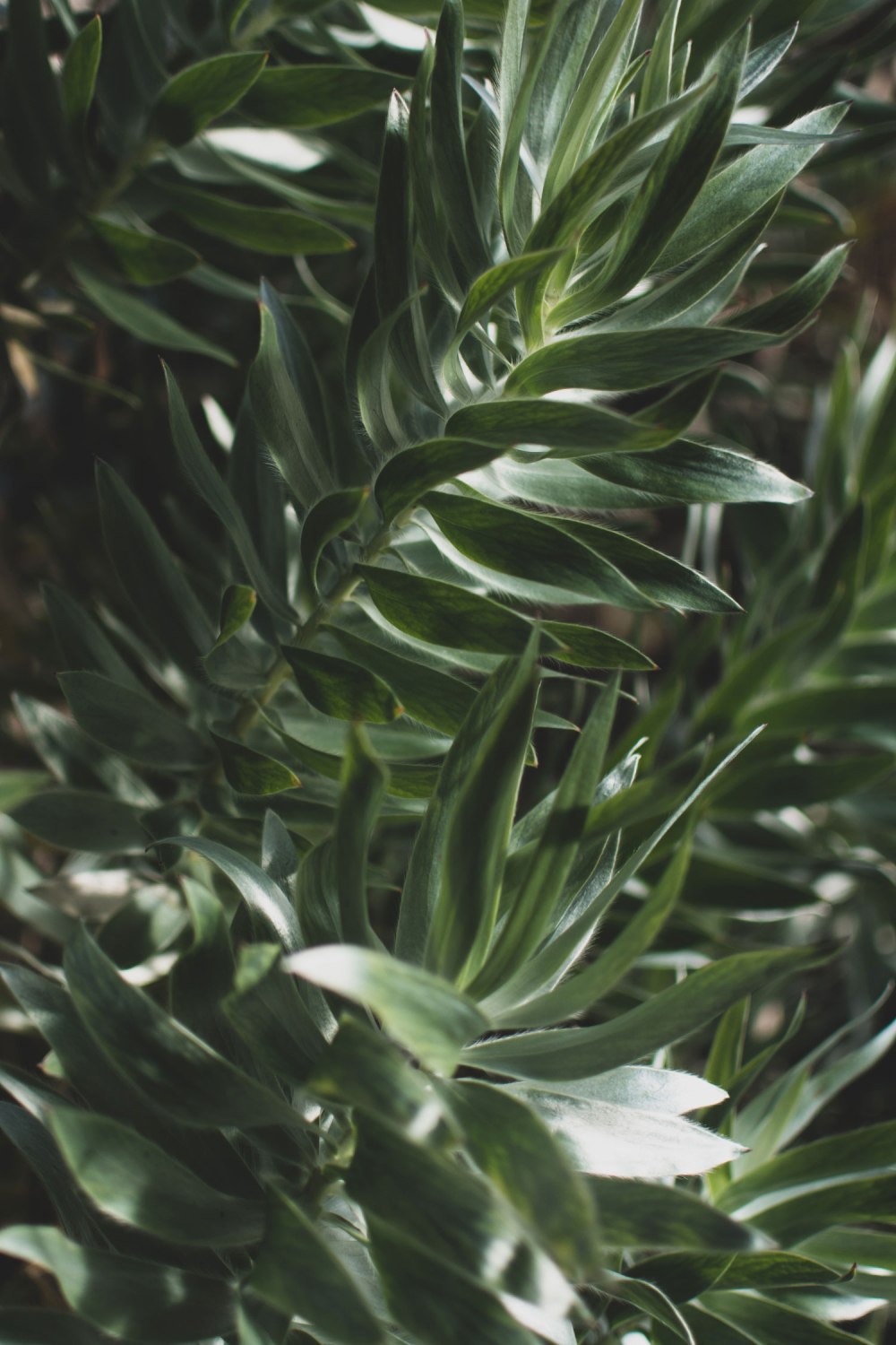 Kibble-Palace-Glasgow-Botanic-Gardens (13)