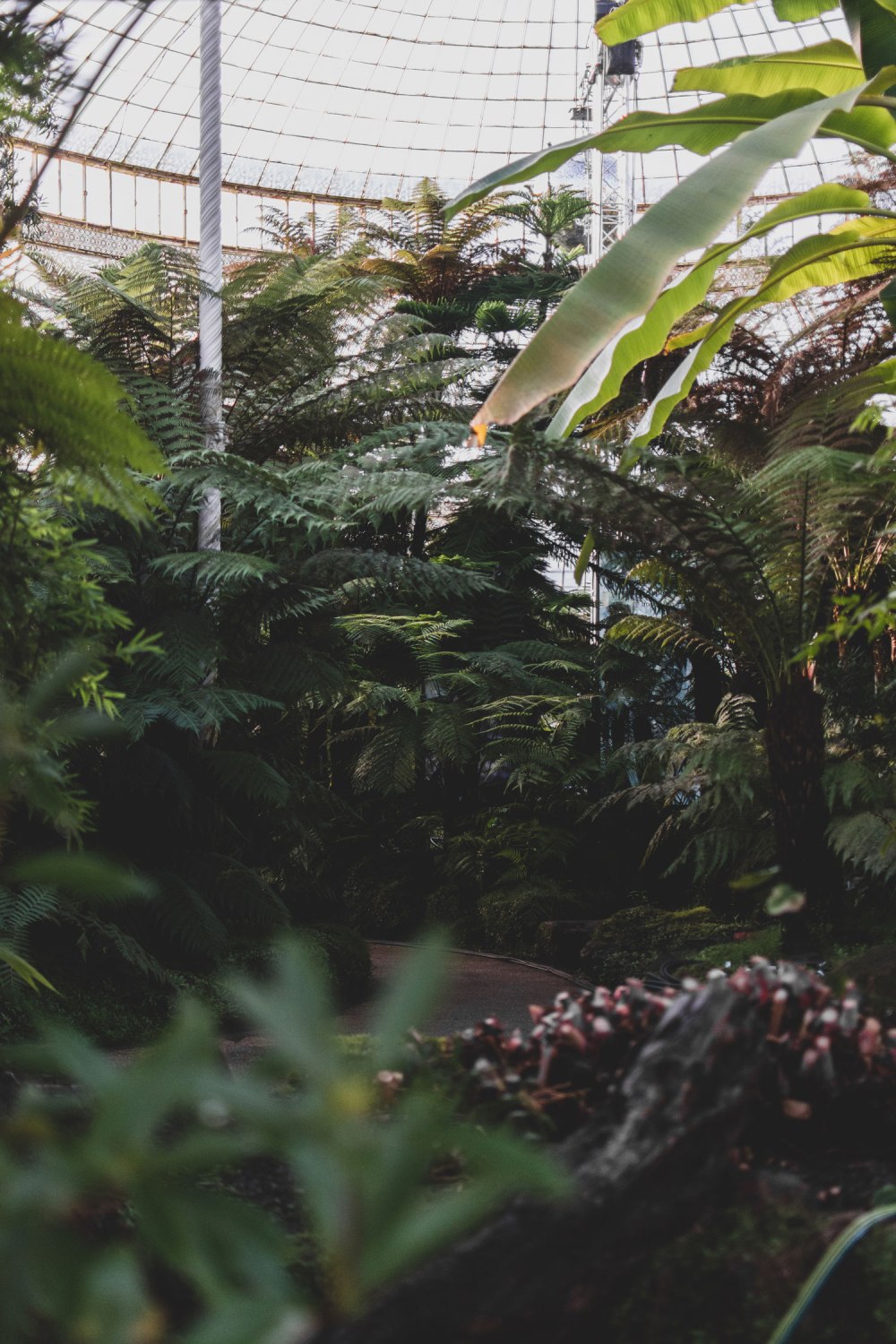 Kibble-Palace-Glasgow-Botanic-Gardens (18)