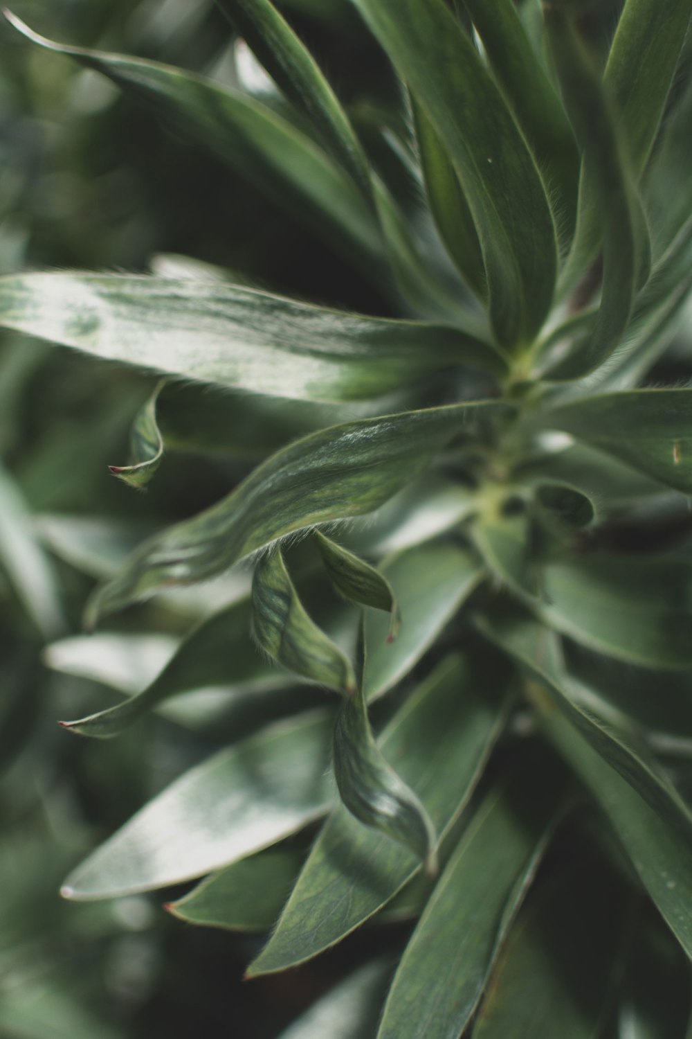 Kibble-Palace-Glasgow-Botanic-Gardens (22)