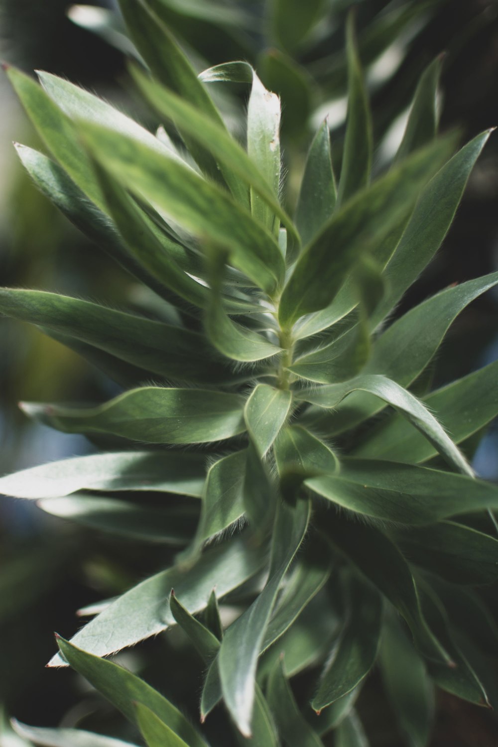 Kibble-Palace-Glasgow-Botanic-Gardens (23)