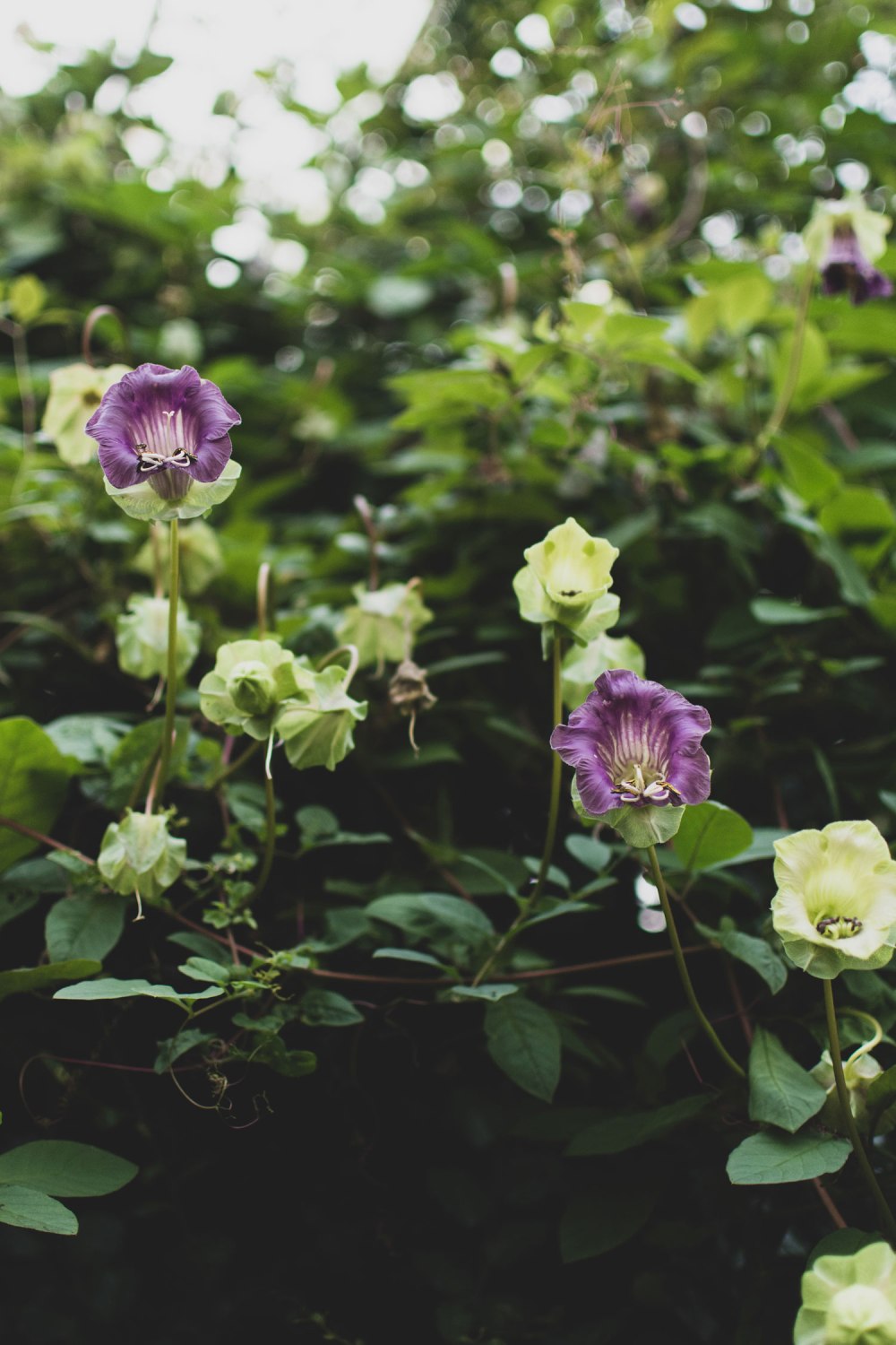 Kibble-Palace-Glasgow-Botanic-Gardens (24)