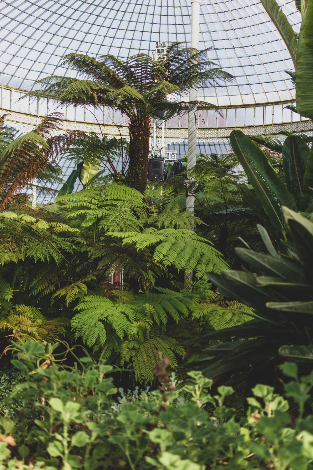 Kibble-Palace-Glasgow-Botanic-Gardens (25)