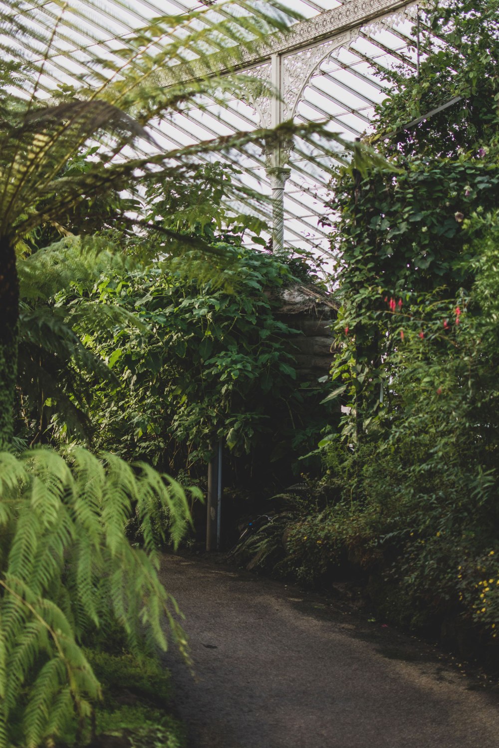 Kibble-Palace-Glasgow-Botanic-Gardens (27)
