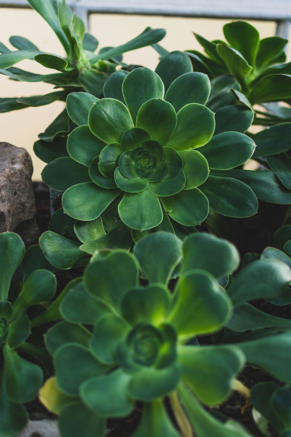 Kibble-Palace-Glasgow-Botanic-Gardens (3)
