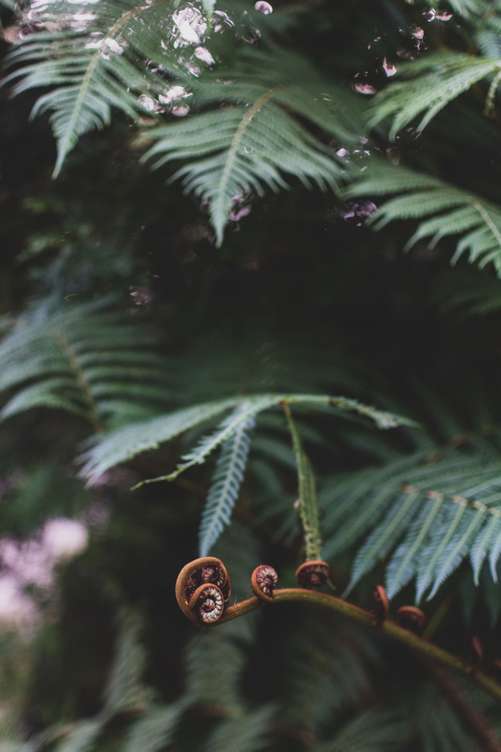 Kibble-Palace-Glasgow-Botanic-Gardens (34)