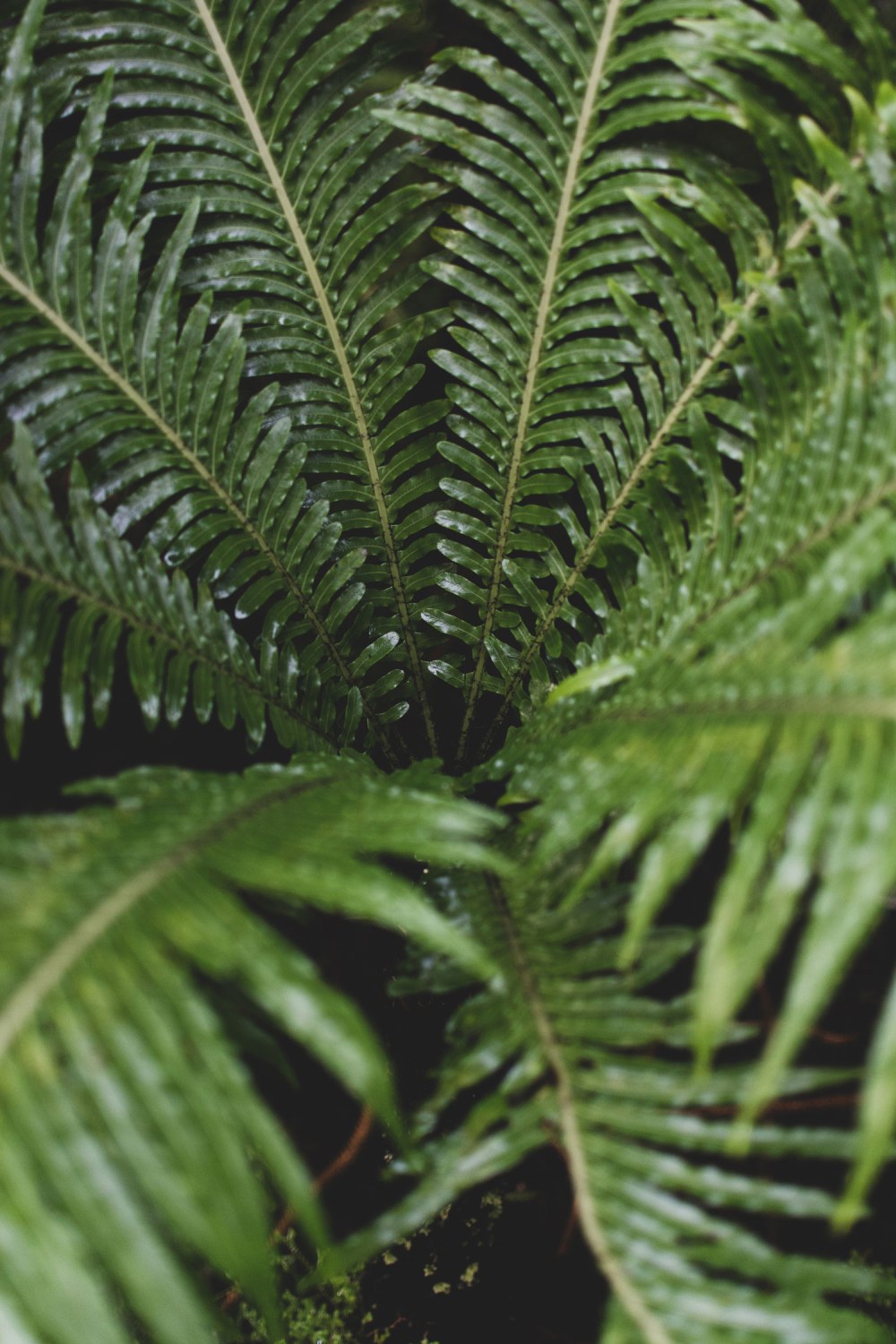 Kibble-Palace-Glasgow-Botanic-Gardens (38)