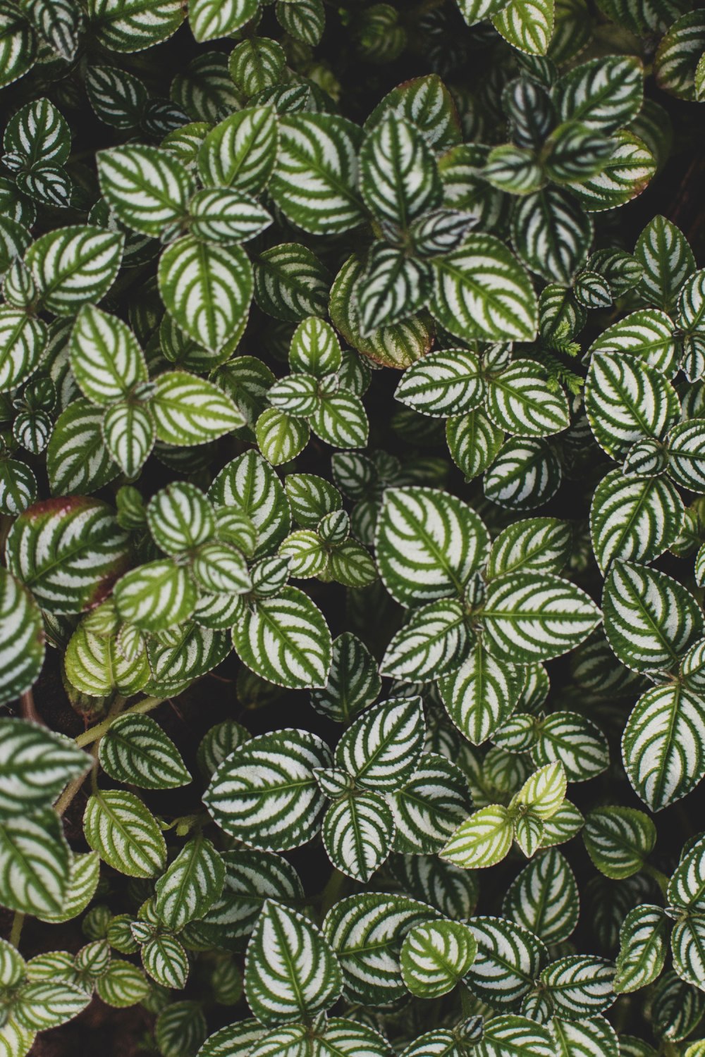 Kibble-Palace-Glasgow-Botanic-Gardens (39)