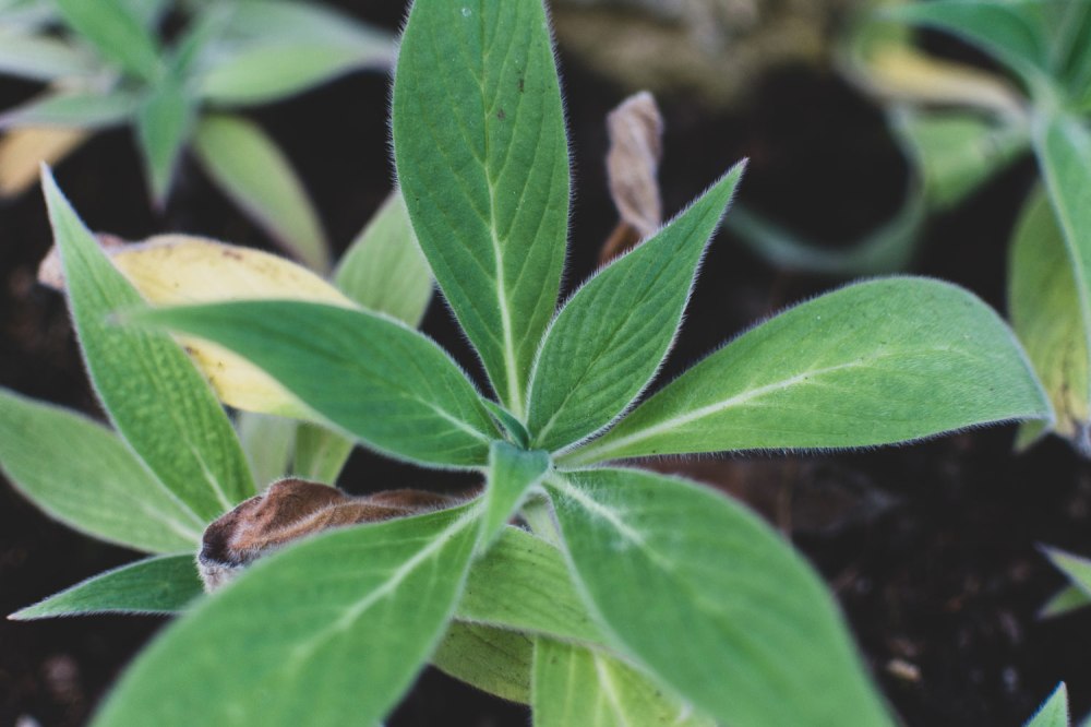 Kibble-Palace-Glasgow-Botanic-Gardens (4)