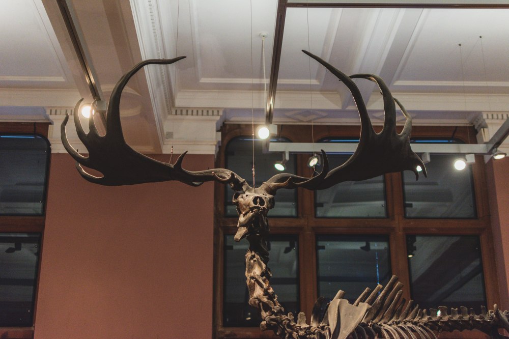 Kelvingrove-Art-Gallery-and-Museum-Glasgow (37)